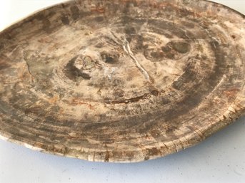 Petrified Wood Plate, 2 LB 8 Oz, 11 Inch By 8 Inch