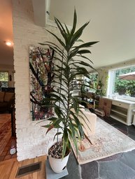Tall Healthy House Plant