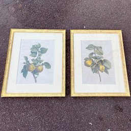A Pair Of Antique French Botanical Print - Matted - Gold Leaf With Red Base Frames