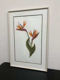 Bird Of Paradise II Pencil Signed & Numbered