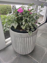 Beautiful New Guinea Impatiens & Polka Dot Plant In A Large Fluted Cement Planter