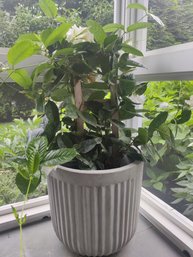 Mandevilla Trellis Plant In A Large Fluted Cement Planter