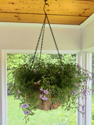 Beautiful Petunia Plant In A Metal Hanging Basket.