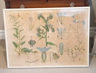 Lovely Vintage Print Of Assorted Plants.