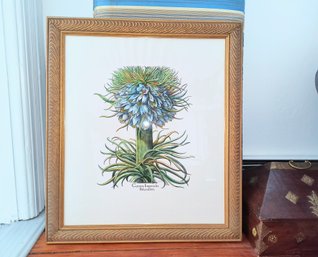 Large Botanical Print, Framed