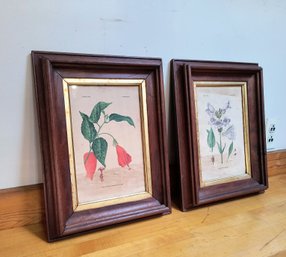 Antique Floral Prints, Beautifully Framed