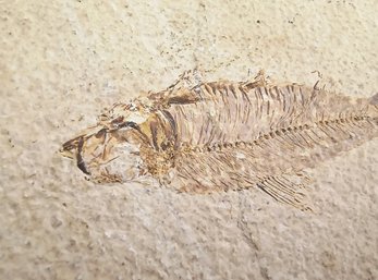 Very Well Preserved Fish Fossil