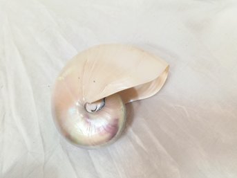 Large Seashell In Opalescent White