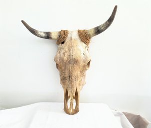 Cow Skull With Horns