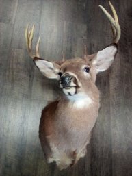 Stately Taxidermied Deer Head With Beautiful Rack   LP/CVBKB