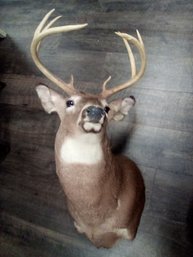 Stately Taxidermied Deer Head With Beautiful Rack   LP/CVBKA