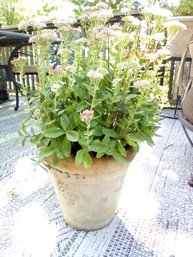 Terra Cotta Planter With Perennial Sedum Growing In It    (Deck)