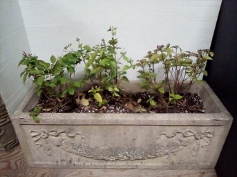 Large Decorative Cast Cement Planter 29 Inch - With 3 Bandolero Red Mounded Lantana Plants MP/Offc  #2 0f 2