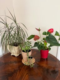 4pc Live Plant Grouping - Succulents, Anthurium And Dracaena