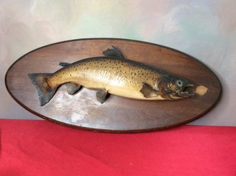 Oval Backed Trout Plaque