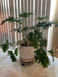 Live Philodendron Plant. About 36' Tall