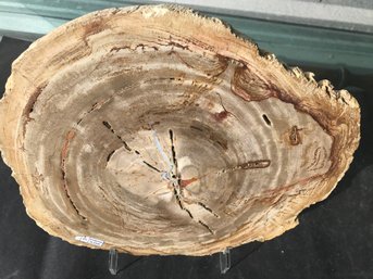 Petrified Wood Slab, 6 LB 2oz 12 Inch By 10 Inch