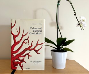 Taschen Book / The Cabinet Of Natural Curiosities By Alberta Seba