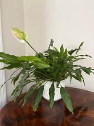 19' Tall  Peace Lily Plant In White Ceramic Planter With Grape Bunches