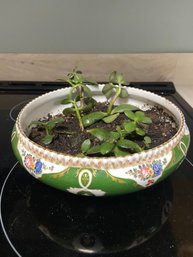 Green Limoges Bowl With Jade / Money Plants