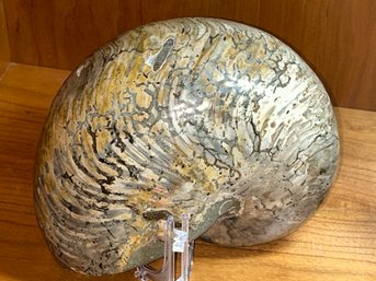 LARGE Ancient OPALIZED AMMONITE FOSSIL- Weighs 12 Pounds- Real Opal Throughout- 180 Million Years Old