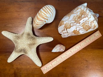 Beautiful Collection Of Seashells: Star Fish, Volute Shell, Nautilus Shells