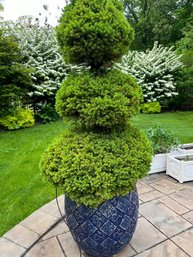 Incredible  6 Ft 4 In Tall  Bush In GLENHAVEN Home And Garden Planter
