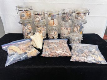 Sea Shell Lot