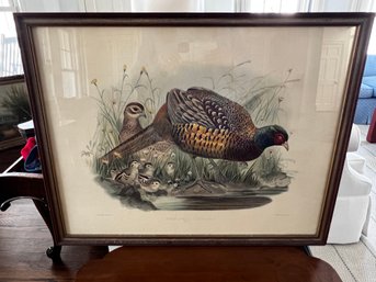 Pair Of Vintage Framed Prints - Phasianidae / Pheasant And Chicks