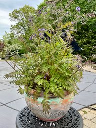 Large  Terra Cotta Planter With Live  Heaven Scent Polemonium Perennial