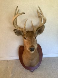 A L Farrell Taxidermized Deer Bust