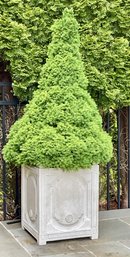 Stunning 6 Ft 4 In FRONTGATE CHANTAL Planter With Live SHRUB #1