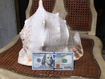 ENORMOUS Queen Helmet Conch Shell Horned Natural Seashell - AMAZING Piece In AMAZING Original Condition !