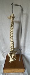 Rare Vintage SOMSO Spine/ Vertebrae Medical Study Model- Life Sized