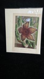 Antique Botanical Print