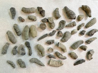 Stag Horn Fossils From Staghorn Point, Finger Lakes (NY)