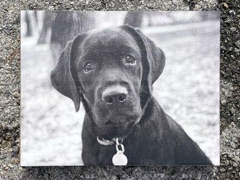 A Canine Canvas Print