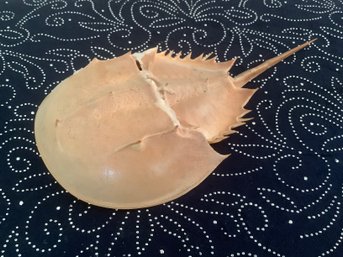 Horseshoe Crab Shell