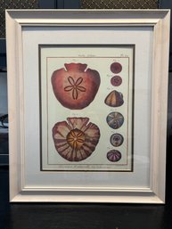 1700's Sand Dollar Echinoderm Print , Natural History Collection By Benard Direxit