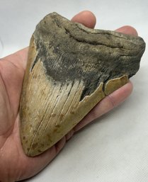 Massive 5.82' Fossil Megalodon Shark Tooth- Ancient Apex Predator