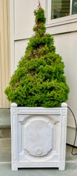 Stunning 5ft 3 In FRONTGATE CHANTAL Planter With Live Bush #3