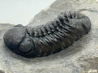 Wonderfully Prepared Ancient AUSTEROPS TRILOBITE FOSSIL On Matrix- 420 Million Years Old SHIPPING AVAILABLE