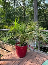 Fern In Large Red Pot