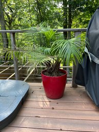 Sprawling Fern In Medium Red Pot