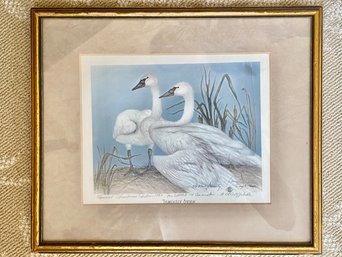 A Vintage Signed Trumpeter Swan Lithograph By Larry K. Martson - Pencil Signed