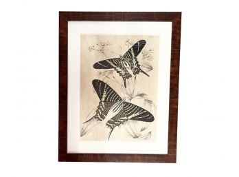 Framed Color Print Of Papillions