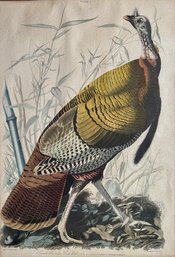 Early Audubon Great American Cock Male Wild Turkey Lithograph