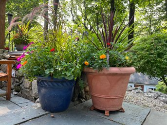 Beautiful Pair Of Large Potted Plants