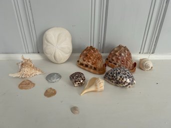 Rare DW Shell Collection