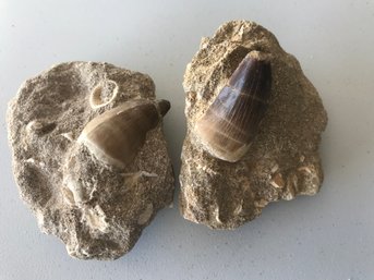 Fossilised Teeth